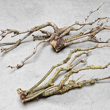 Bois de Lila 50-70cm