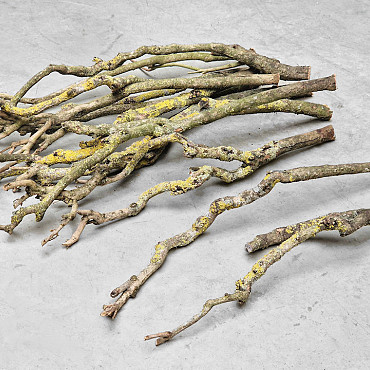 Lilac Trunk 50-70cm Single Stem