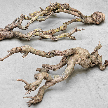 Seringen Tak 50-70cm Knoestig