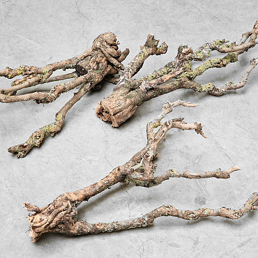 Lilac Trunk 30-50cm