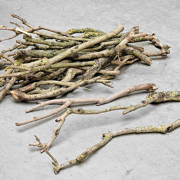 Lilac Trunk 30-50cm Single Stem