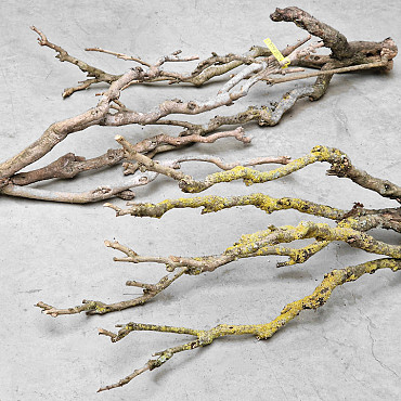 Bois de Lila 70-80cm