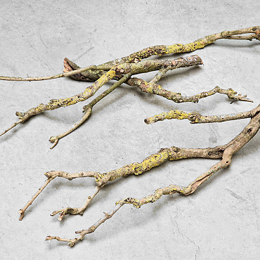 Flieder Holz 70-80cm Dünn