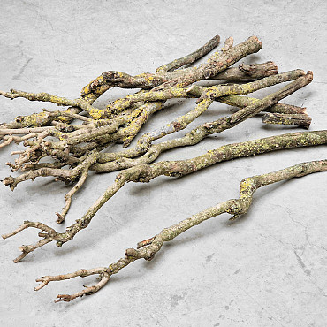 Lilac Trunk 70-80cm Single Stem