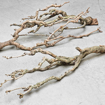 Flieder Holz 80-100cm