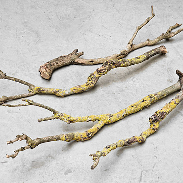 Bois de Lila XXL 80-100cm Mince