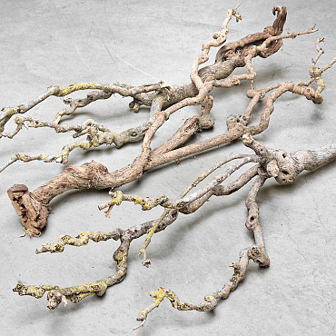 Bois de Lila 100-120cm