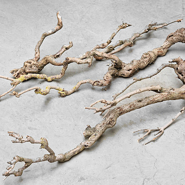 Lilac Trunk 100-120cm Thiin