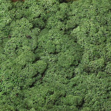 Reindeer Moss Mossgreen per kg