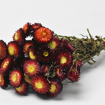 Helichrysum Rood 45cm