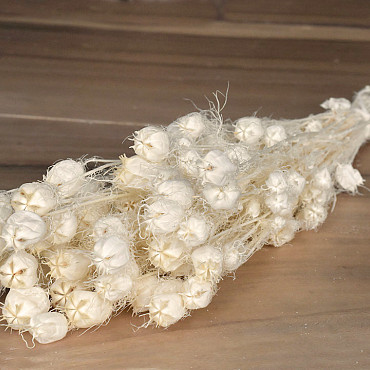 Nigella Blanchi 100gr.