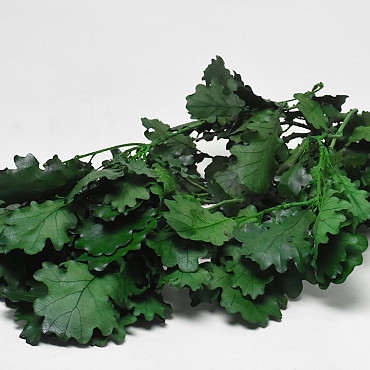 Oak Leaves Green 50-60cm