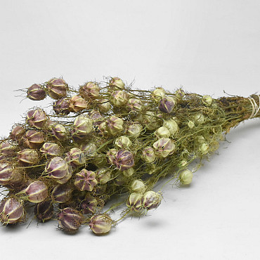Bouquet Nigella 50cm