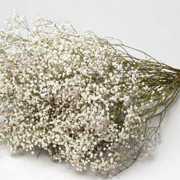 Gypsophila 70cm (25 tiges)