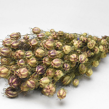 Bouquet de Nigella 45cm