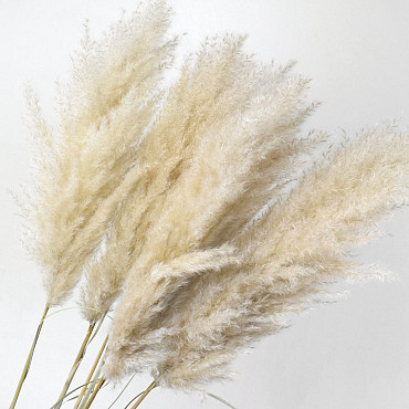 Fluffy Pampas gras 110cm