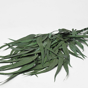 Eucalyptus Exotica 65cm