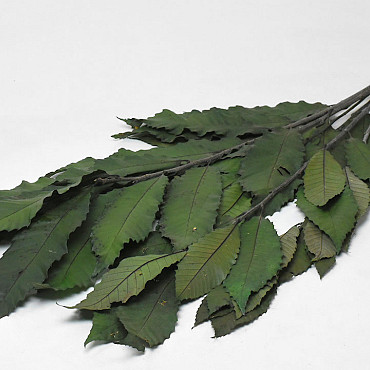 Kastanien 150gr. 60cm Grün