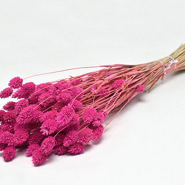 Bouquet Phalaris Rose Foncé 70cm