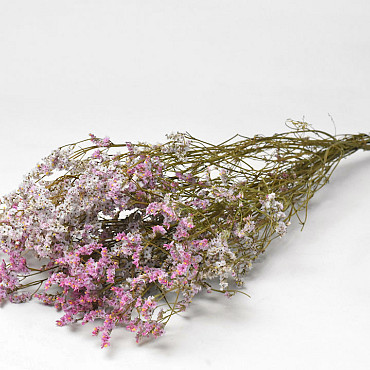 Limonium Pink-White 70cm 