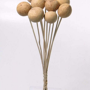 Bellani auf 50cm Stiel