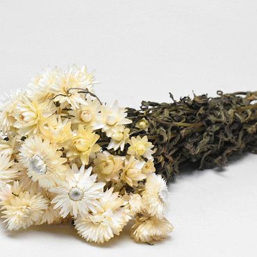 Helichrysum Creme 45cm