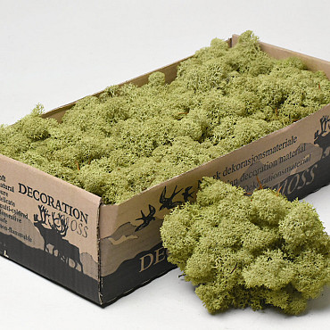 Reindeer Moss Kiwi Green 500g.