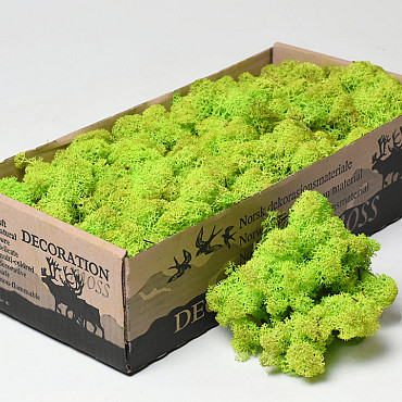 Reindeer Moss Spring Green 500g.