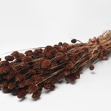 Bouquet Phalaris Marron 70cm