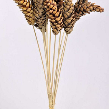 Pine Cone Strobus on 50cm stem