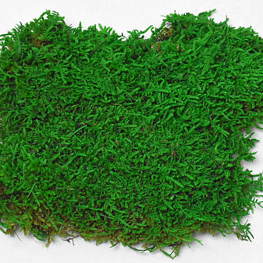 Mousse Plate Vert Clair Echantillons