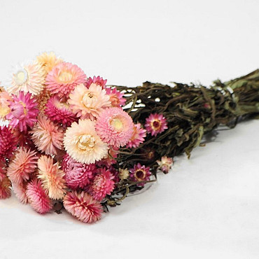 Helichrysum Hell Rosa 45cm