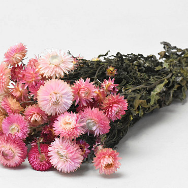 Helichrysum Roze 45cm