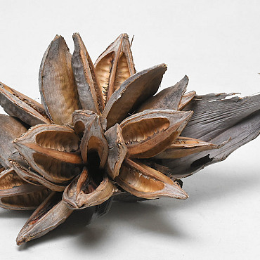 Sororoca Blossom D20cm