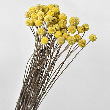 Craspedia Yellow, per stem