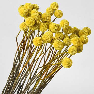 Craspedia Yellow, per stem