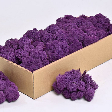 Rendiermos Paars 500gr.