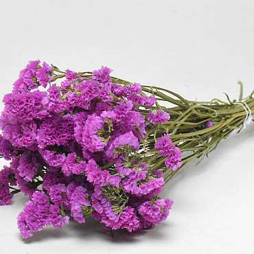Statice Sinuata Lila-Rosa