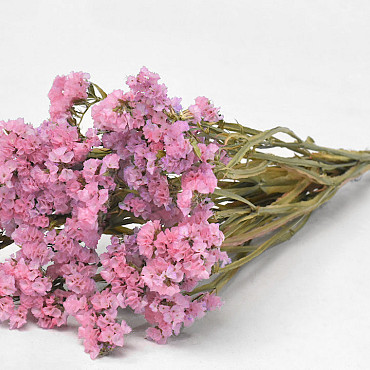 Statice Sinuata Pink