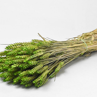 Bouquet Triticum Vert (blé) 70cm