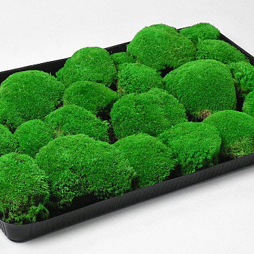 Bolmos Lichtgroen (Tray 38x58cm)