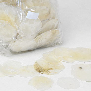 Camar Shells Pearl 6-10cm 1kg