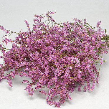 Limonium Rosa 60cm 