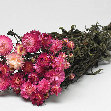 Helichrysum Roze 45cm