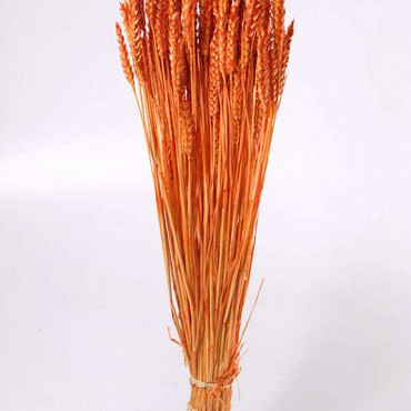 Tarwe Helder Oranje 70cm