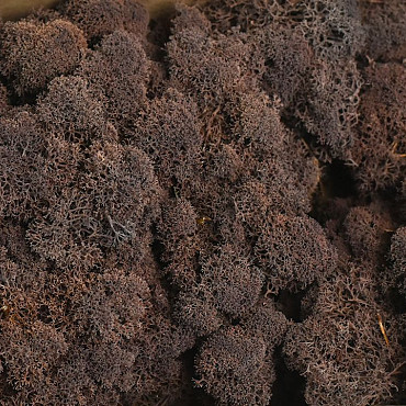 Reindeer Moss Brown per kg