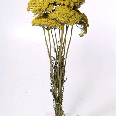 Achillea Parker FrühlingsGrün 70cm