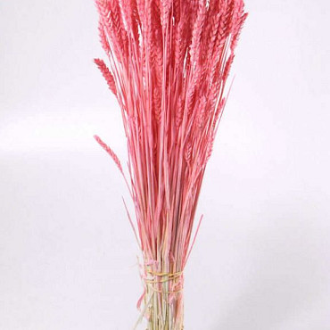 Bouquet Triticum Rosé Clair (blé) 70cm