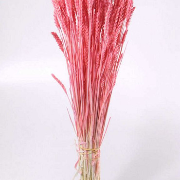 Triticum Bright Pink (wheat) 70cm