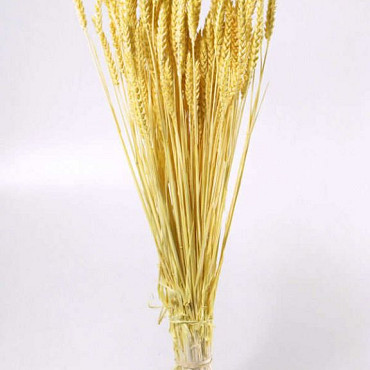 Bouquet Triticum Jaune Clair (blé) 70cm